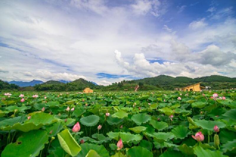 连州龙坪荷花节丨莲叶何田田一起来赴一场夏日荷花盛宴