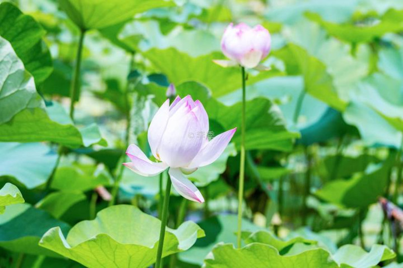 我聆聽著美妙的音樂,在大雲甜蜜小鎮一片花海中徜徉