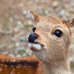 Nara Deer Park