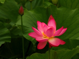 莲花湖