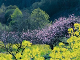 苍坡村