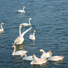 威海天鹅湖中的天鹅群_215