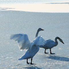 沙滩上的天鹅_213