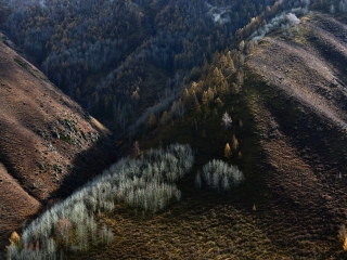 巩乃斯森林公园