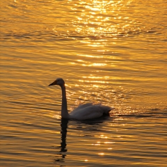 夕阳下的一只天鹅_217