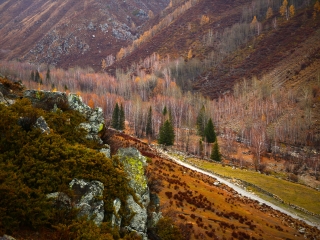 巩乃斯森林公园