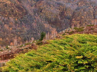 巩乃斯森林公园