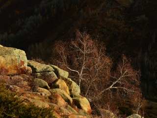 巩乃斯森林公园