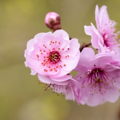 济南泉城公园花卉特写_5514