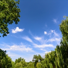 蓝天白云绿树_5396