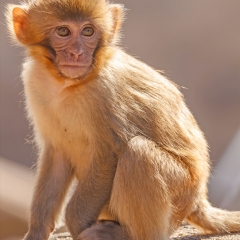 西霞口野生动物园里的猴子_5459