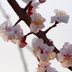 南山公园的樱花_5515