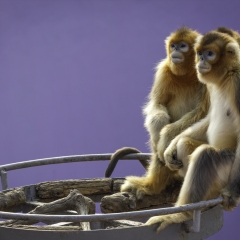 西霞口野生动物园里的猴子_5460