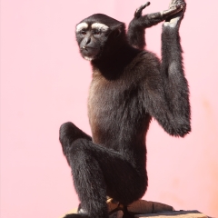 白眉长臂猿_5458