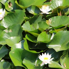 山东省临沂市罗庄区双月湖公园睡莲_5516