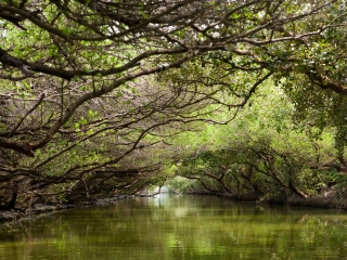 四草水上绿色隧道