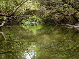 四草水上绿色隧道
