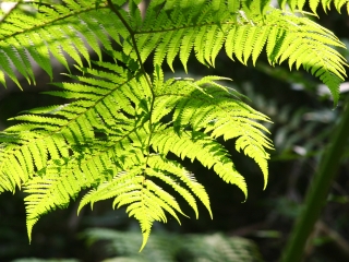南仁湖