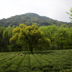 茶叶采摘_6263