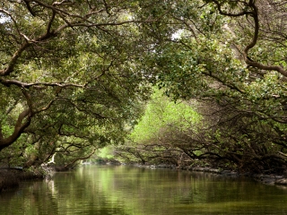 四草水上绿色隧道