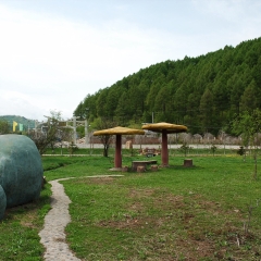 横道河子东北虎林园_6256