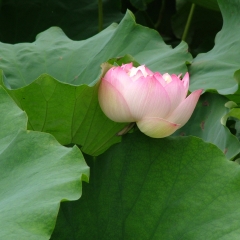 陕西凤翔东湖荷花_7335
