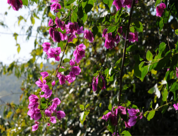 东方夏威夷之旅——三亚