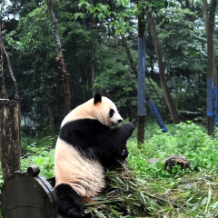 动物类：熊猫_5552