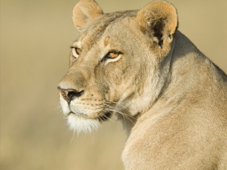 塞伦盖蒂国家公园