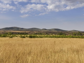 塞伦盖蒂国家公园