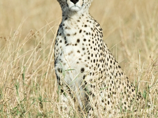 塞伦盖蒂国家公园