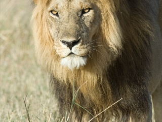 塞伦盖蒂国家公园