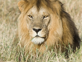 塞伦盖蒂国家公园