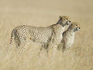 塞伦盖蒂国家公园