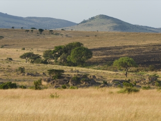 塞伦盖蒂国家公园