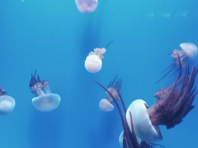  蓬莱-长岛汽车3日游>欢乐渔家