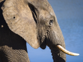 阿多大象国家公园