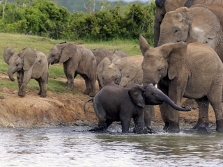 阿多大象国家公园