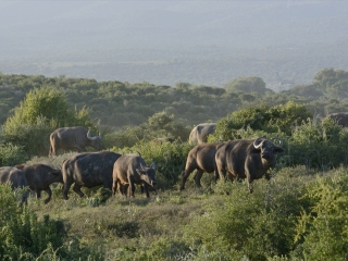 阿多大象国家公园