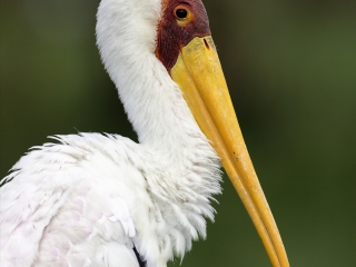 纳库鲁湖国家公园