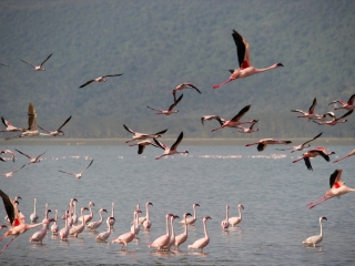 纳库鲁湖国家公园