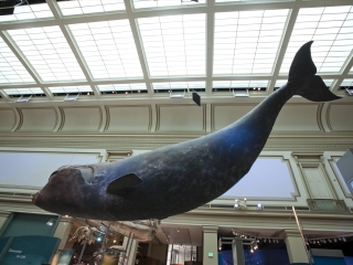 鲸鱼博物馆