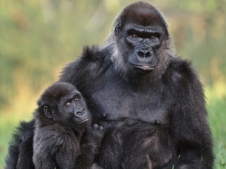 亚特兰大动物园