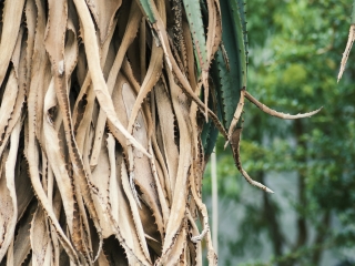 法兰克福棕榈树公园