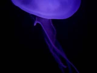 亚特兰大动物园