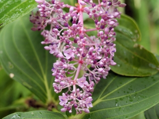 夏威夷热带植物园