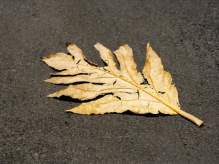 夏威夷热带植物园