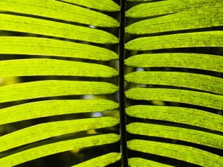 夏威夷热带植物园