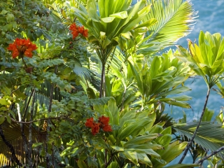 夏威夷热带植物园
