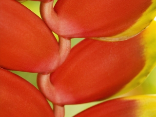 夏威夷热带植物园